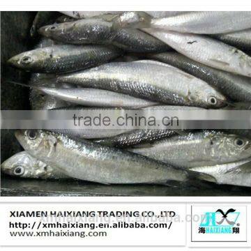 Frozen herring sardine fish