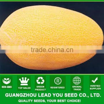 NSM05 Yaos Best oval shape sweet melon seeds supplier