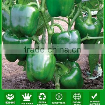 MSP07 Cuilv disease resistant Top bell pepper seeds, hybrid sweet pepper seeds for greenhouse