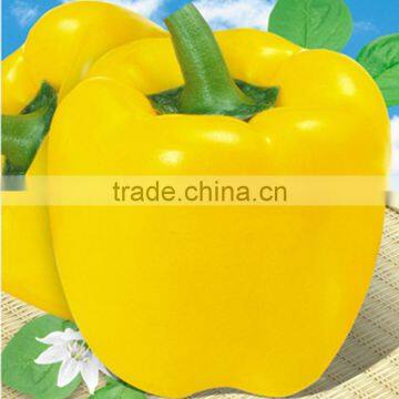 Yellow sweet pepper capsicum Queen