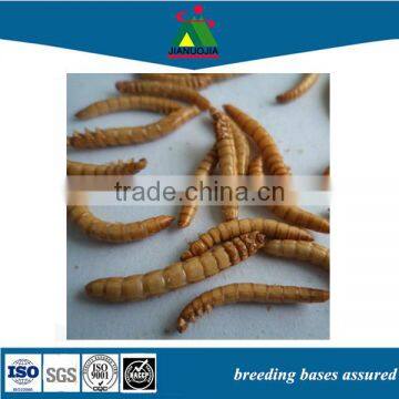 bulk bird food freeze dried roast mealworm