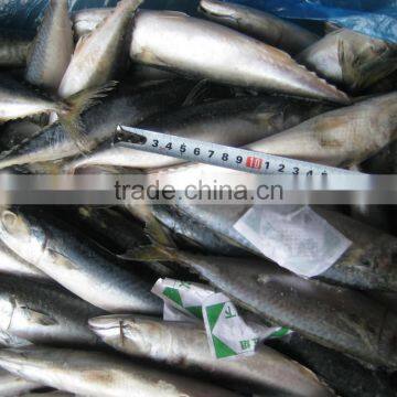 sea frozen Pacific mackerel 150~250g