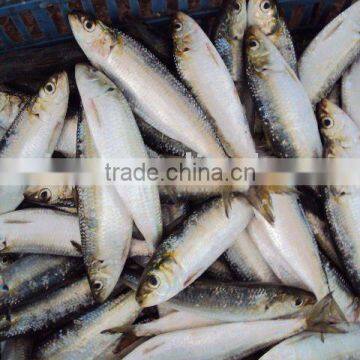 Fresh whole round sardine