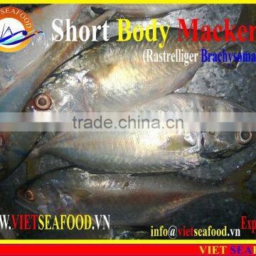 FROZEN SHORT BODY MACKEREL W/R photo-6