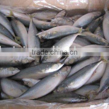 Frozen Mackerel( 6-7PCS/KG)