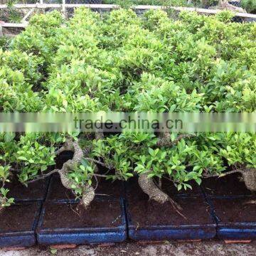Ficus Microcarpa S Bonsai photo-4