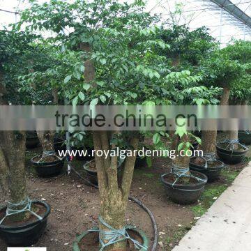 Heteropanax Fragrans High 1-2m photo-5