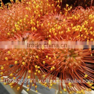 Leucospermum