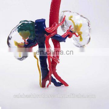 Durometer Flexible Stretchable Medical 3D Printing Digital Anatomic Model for Surgical Training photo-2
