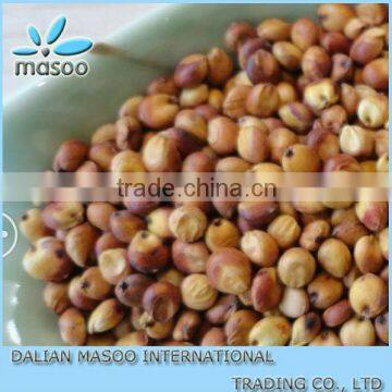 High Quality Grain Sorghum Chinese Grain