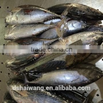 Size 1000g up Frozen Bonito Auxis tapeionsoma wholesale