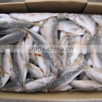 Frozen seafood horse mackerel fish sale 100-120 pcs