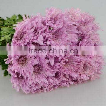 Beautiful new coming mini pink chrysanthemum flower