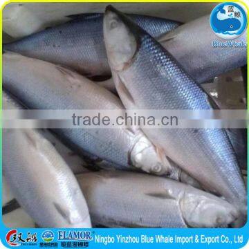 Sell milkfish Entrance bomb US Xianshuang