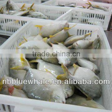 fresh frozen golden pomfret fish