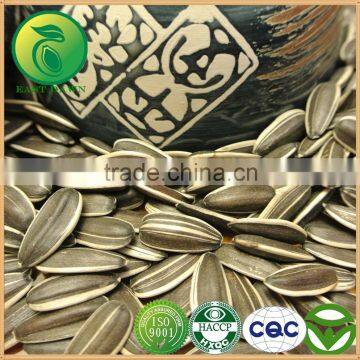 China Sunflower Seeds Bird For Sale