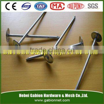 High Precision Wholesale Fashion Designer Common Steel Nails For Construction