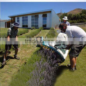 2 Man Harvester Harvesting Lavender Flower