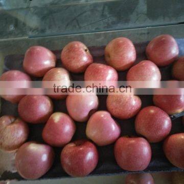 qinguan apple/red delicious apple