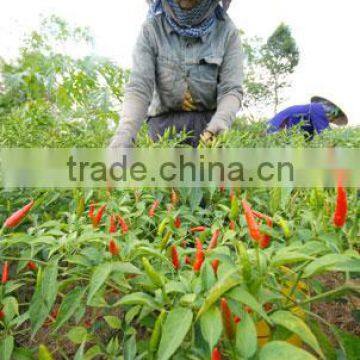 Chili From Vietnam with red colour