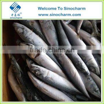 Frozen Mackerel Fish for sale