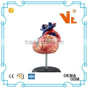 V-HM11 4D MASTER Human Heart Assembled Model photo-3