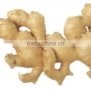 Chinese Fresh Ginger With Good Quality for Sale