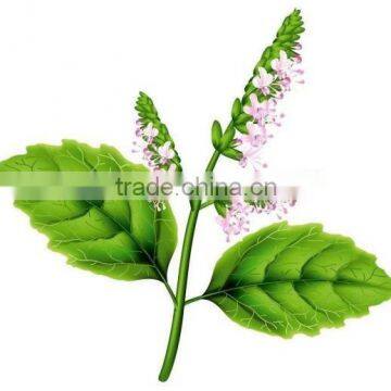 100% Pure Patchouli Oil For Exports |100% Natural Patchouli Oil
