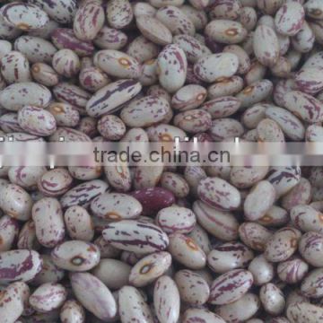 New crop light speckled kidney bean