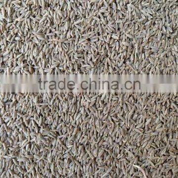 Cumin Seed Singapore Quality New crop 2016