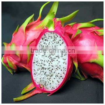 VIETNAM FRESH RED DRAGON FRUIT/ +84963818434 whatsapp