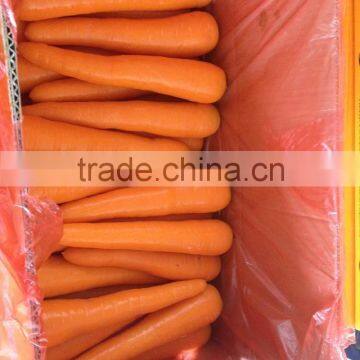 Fresh Fujian Carrot