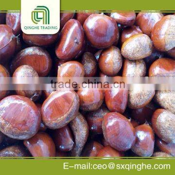 Bulk Chestnut With Great Price