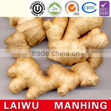 Hot sale competitive price new harvested young ginger