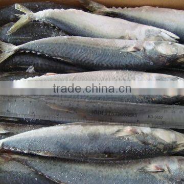 Best BQF Frozen Mackerel Size 300/400g