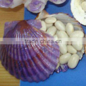 JSX Quality Bean 2016 Crop Japanese Kidney Beans Sprouting Selected White Kidney Beans photo-5