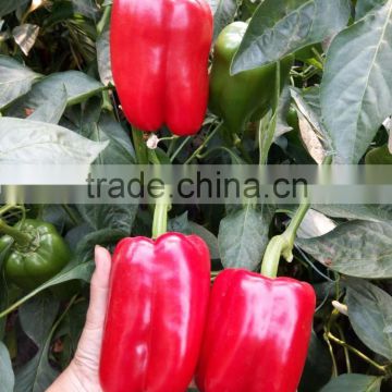 Red Hybrid lamuyo pepper seeds