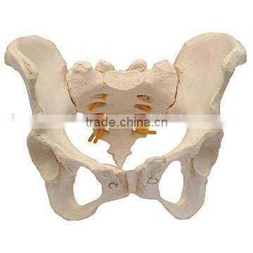 Adult Female Pelvis