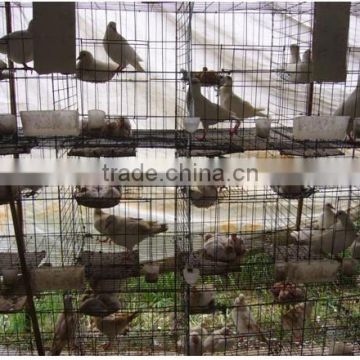 pigeon cages