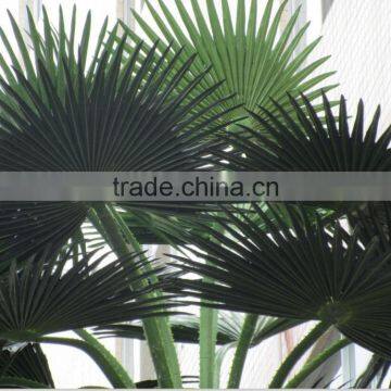 Artificial Palm Trees,for Shopping Mall Decorative Artificial Palm Tree