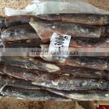 Frozen Squid(loligo Squid,frozen Fish) photo-6