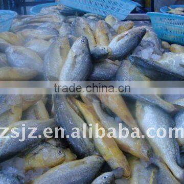 Frozen Yellow Croaker Fish