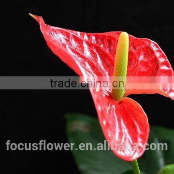 Stem Part Fresh cut anthurium price export fresh cut flowers anthurium all occassions