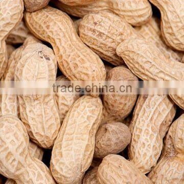 high quality raw Peanut