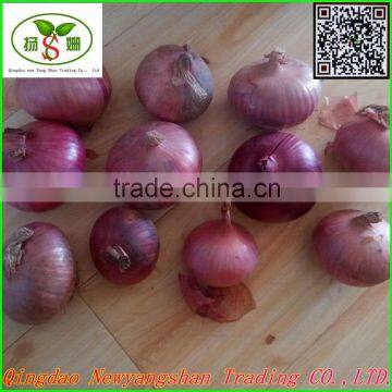 Red Onion/Shallot/Red Scallions -(website:qdxinyangshan03)