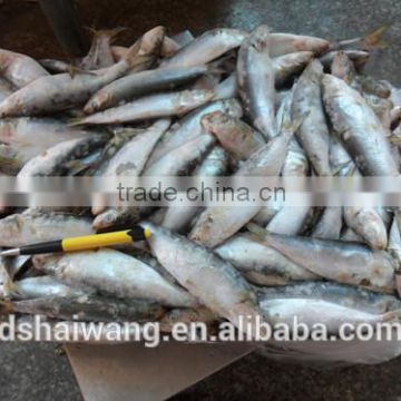 Hot sale Frozen Fish Sardinella lemuru Whole Round Exporting