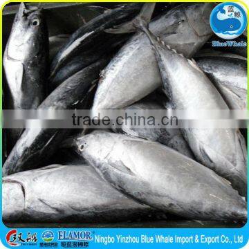 Bonito Food Steamed fresh juice to fishing slippery mouth