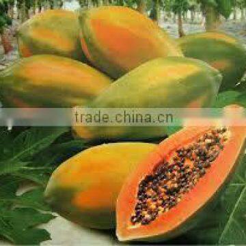 Suvimie Papaya photo-4