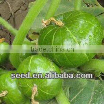 Argentina Squash short round shape bright green hybrid squash seeds