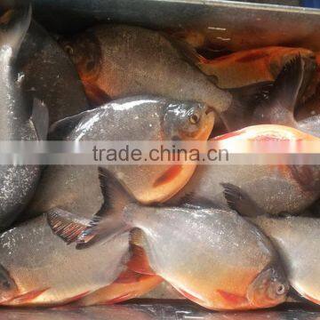 Red Bellied Pacu